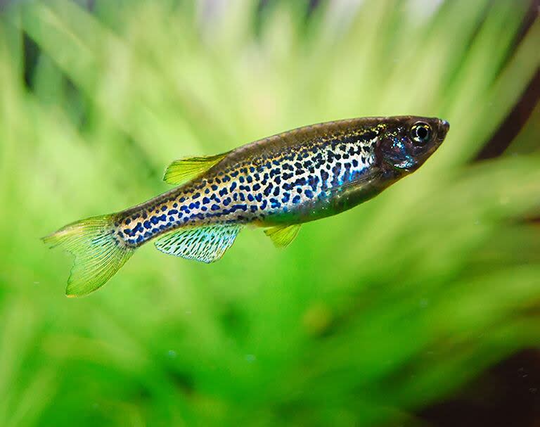 Las motas de los peces y muchos otros patrones animales están plasmados con exquisita precisión