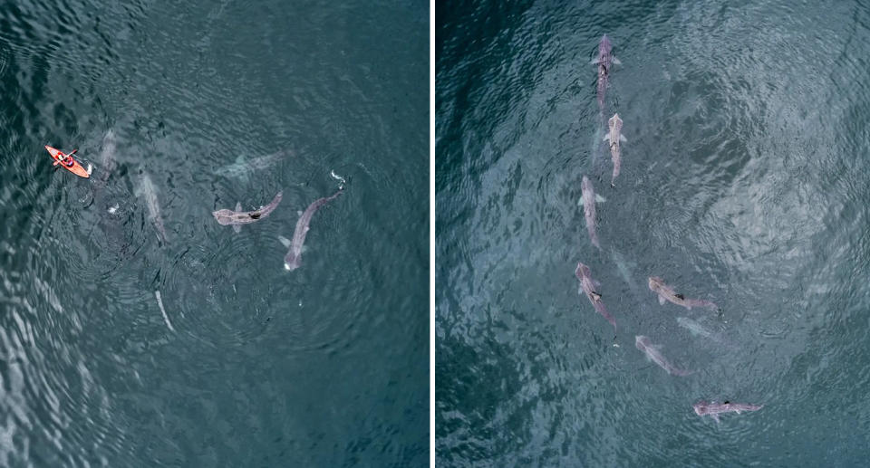 Two photos by landscape photographer Florian Walsh of several Basking Sharks swimming in the harbour of Ventry Beach in Ireland.