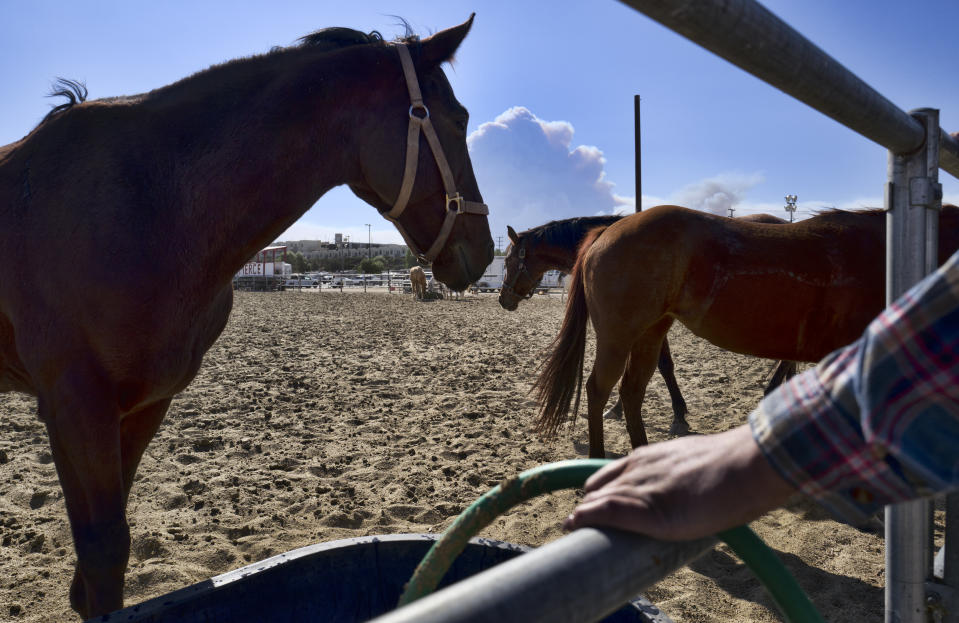 <p>Large plumes of smoke from a fast moving wildfire are seen in the background as a volunteer waters the horses at The Pierce College Equine Center where evacuees are bringing their large and small animals in the Woodland Hills section of Los Angeles on Nov. 9, 2018. (Photo: Richard Vogel/AP) </p>