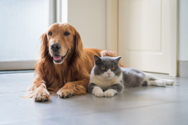 A dog and a cat sitting next to each other