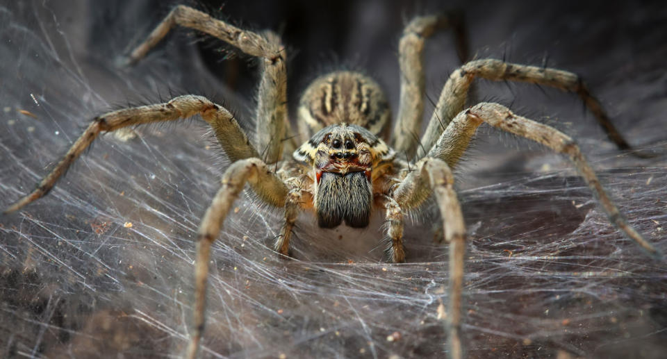 Funnel web spider bites should be treated like snake bites, according to NSW Health. Source: Getty Images (File pic)