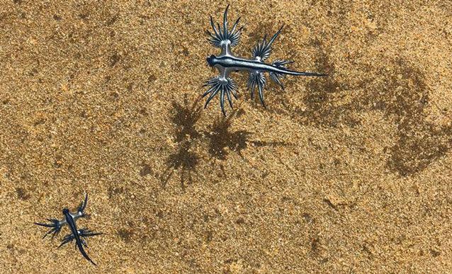 The blue dragons were found washed up on Freshwater Beach. Source: Miranda Atkinson