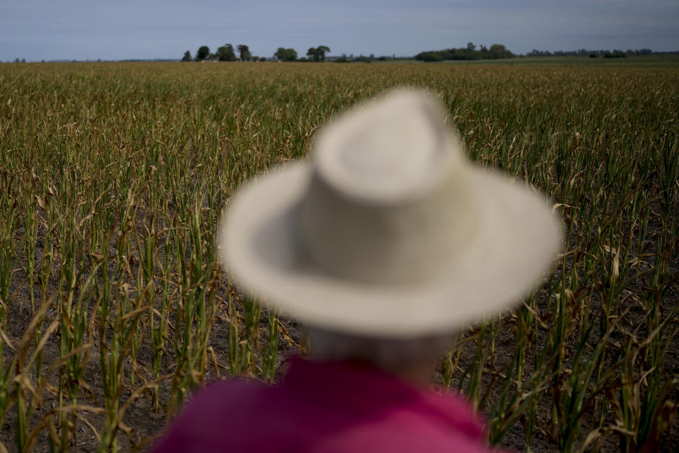 Farmer Osvaldo Bo looks out at his neighbor's field of corn ruined by drought in Pergamino, Argentina, Monday, March 20, 2023. (AP Photo/Natacha Pisarenko)