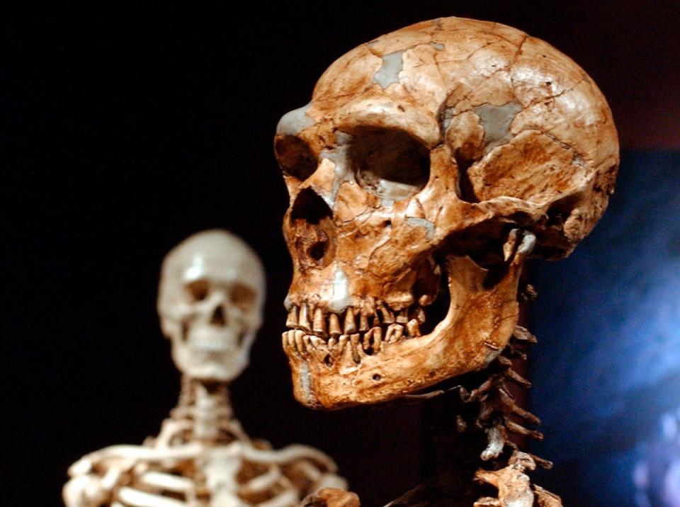 A reconstructed neanderthal skeleton (AP2003)