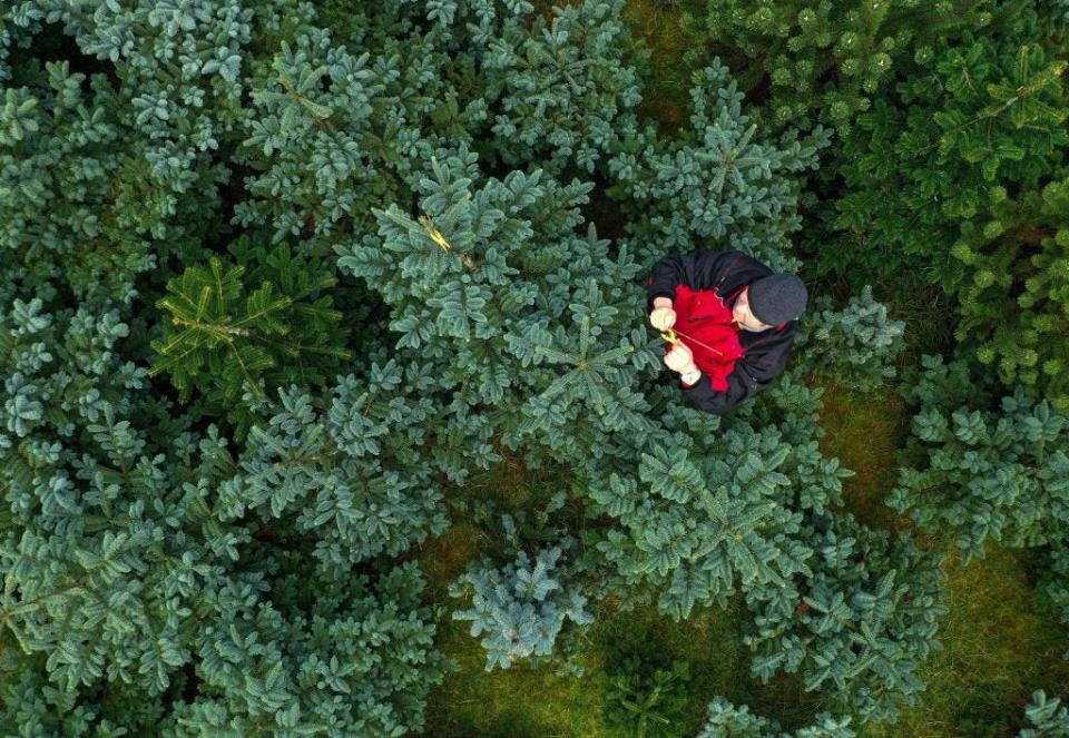 An aerial view shows tree nursery owner Heiko Tacke standing between the Christmas trees at his farm in Halver, western Germany on December 9, 2020.