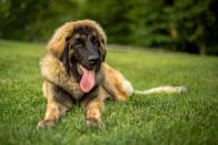 <p>The Leonberger is a huge but charming companion animal. <a href="https://www.akc.org/dog-breeds/leonberger/" rel="nofollow noopener" target="_blank" data-ylk="slk:Bred for royalty in the 19th century;elm:context_link;itc:0;sec:content-canvas" class="link ">Bred for royalty in the 19th century</a>, the breed is eager to please and loving yet protective. </p><p><strong>Height:</strong></p><ul><li>26 to 31 inches</li></ul><p><strong>Weight:</strong></p><ul><li>90 to 170 pounds</li></ul><p><strong>Life expectancy:</strong></p><ul><li>7 years </li></ul>