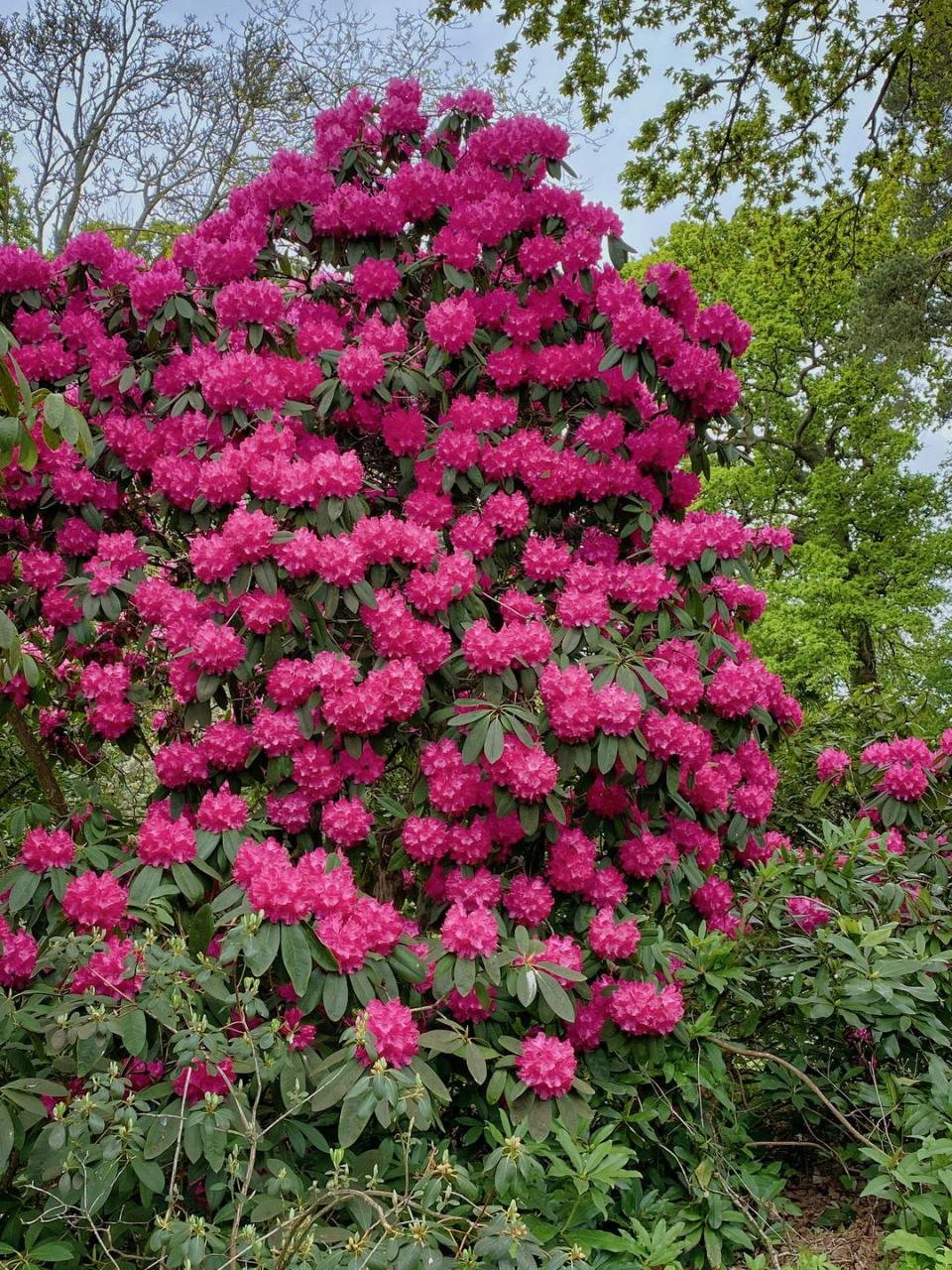 large rhododendron bush