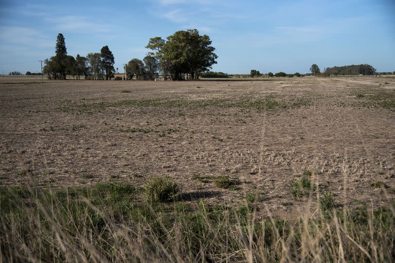 La suerte se le acabó al Gobierno, aunque no termina de darse cuenta. Según un reporte reciente de la Bolsa de Comercio de Rosario, la liquidación de divisas del campo podría caer hasta US$15.842 millones en 2023, a US$29.487 millones, en un escenario pesimista con respecto a la cosecha.