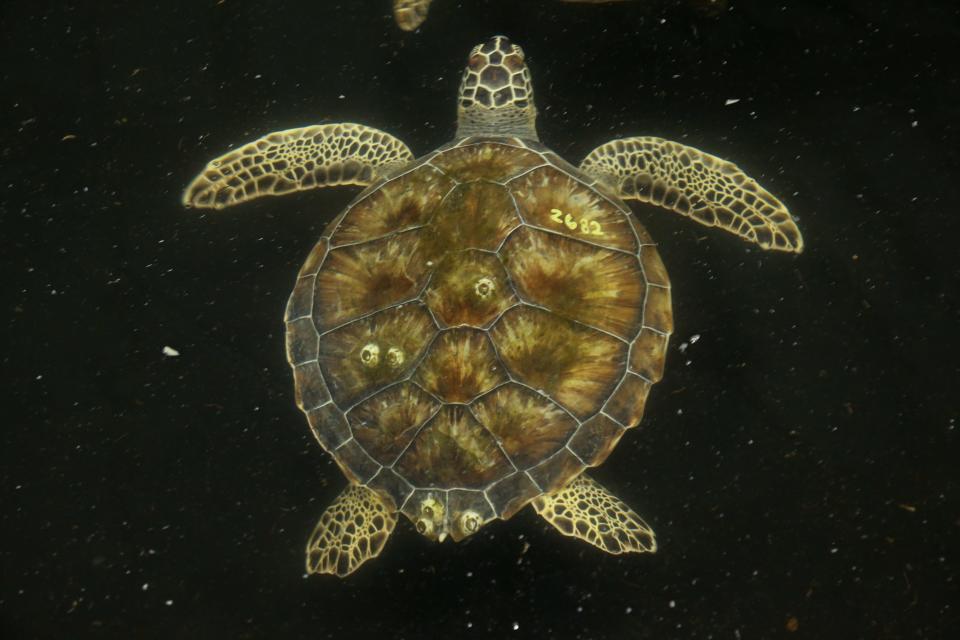 A green sea turtle swims in an emergency rehabilitation pool at a  Texas State Aquarium rescue facility on Wednesday, Dec. 28, 2022.