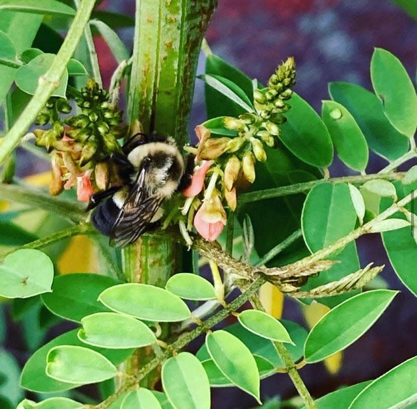 Indigofera Suffructicosa, Indigo with the compound Indican used for dyeing.