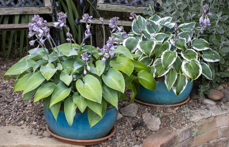 Two flowering hosta plants in blue glazed pots in a backyard