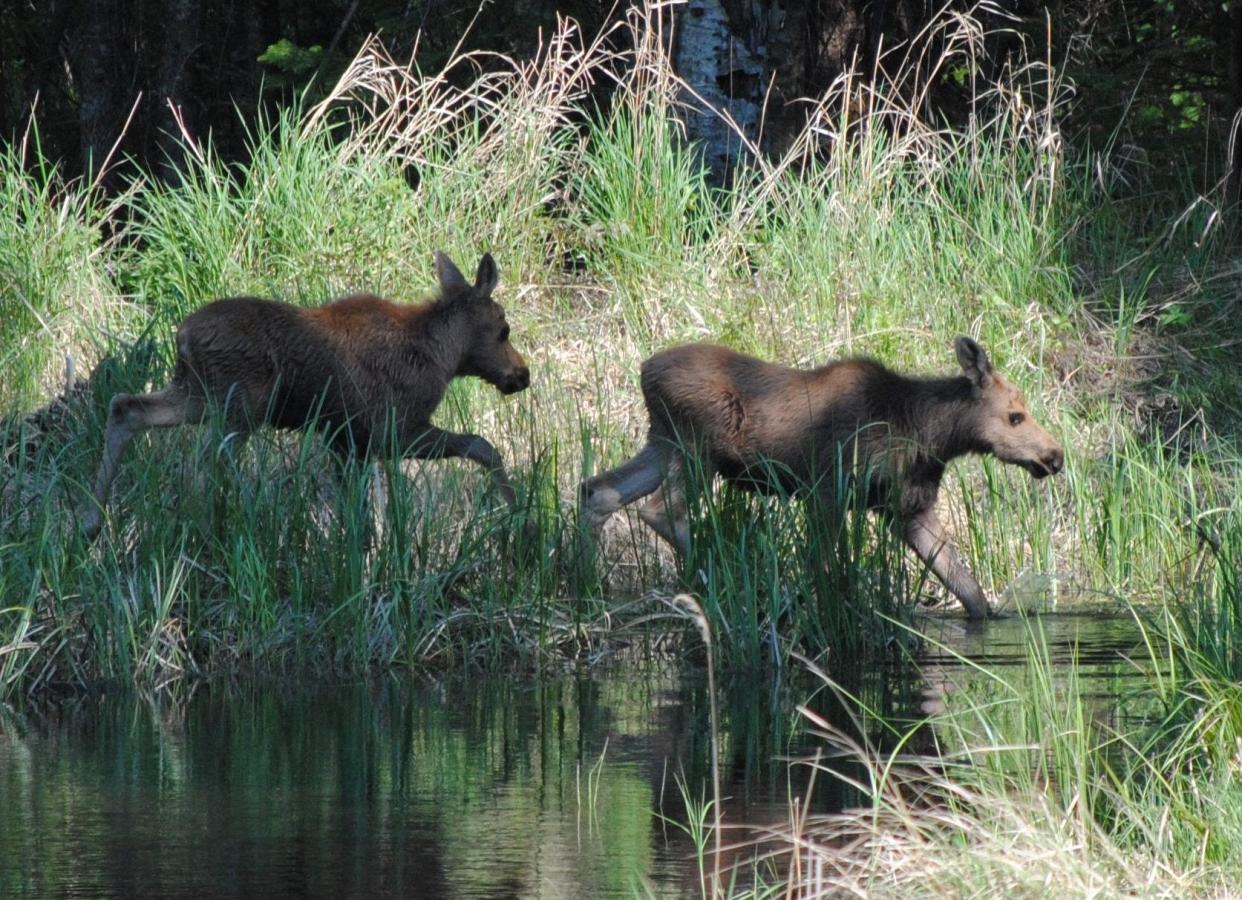 Two moose calves walk into a creek at Isle Royale National Park, a remote and rugged group of over 400 islands with 165 miles of trails and 36 campgrounds.