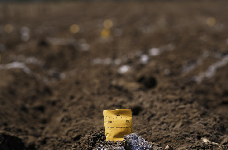 An envelope of native corn seeds sits on a freshly plowed field used as a large, open-air laboratory to study the benefits of native versus hybrid – crossbred — corn varieties, in Apizaco, Mexico, Thursday, May 18, 2023. The project is one of several efforts nationwide to promote organic agriculture among small producers. (AP Photo/Fernando Llano)