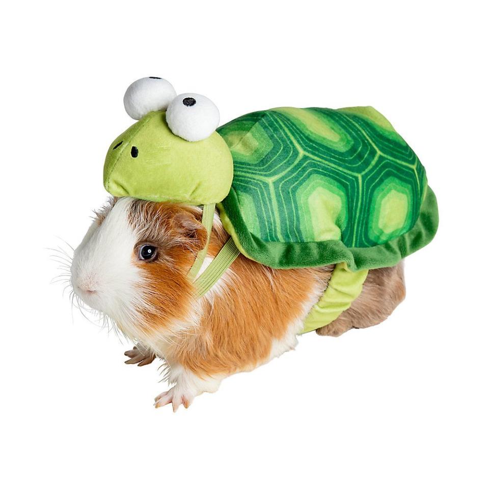 Turtle Guinea Pig Costume