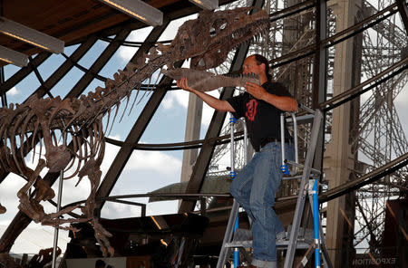 A worker reconstructs dinosaur fossil at the Eiffel tower, in Paris, France, June 2, 2018 ahead of its auction on Monday. REUTERS/Philippe Wojazer