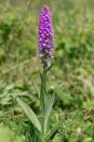 <p>We're not talking about the exotic tropical types, but the very British, native Southern marsh, Dactylorhiza praetermissa and Common spotted orchids Dactylorhiza fuchsii. These beautiful, tiny, purple spires can be found growing on roadside verges and meadows and you can buy them from specialist suppliers. Grow among grasses, but they work in containers too and will give your wild planting a truly authentic look.</p>