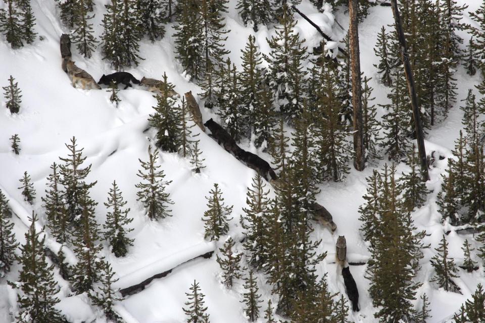 A wolf pack is photographed during an aerial count  at Yellowstone National Park on Nov. 19, 2009.