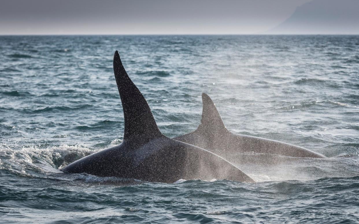 The incident adds to close to 700 interactions between vessels and orcas in or around Spanish coastal waters