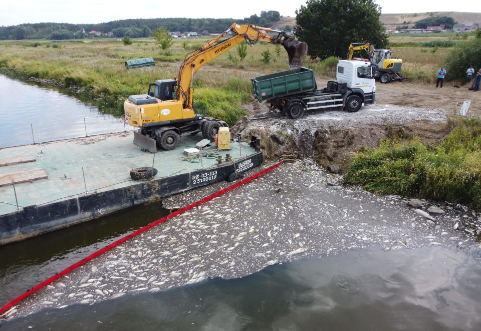 A floating barrier is used to gather dead fish on the surface of the Oder River as an excavator removes them from the water, in Krajnik Dolny, northwest Poland,   August 15, 2022. / Credit: MARCIN BIELECKI/AFP/Getty