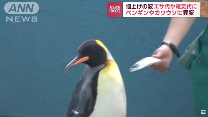 日本一間水族館不堪物價飛漲，把企鵝的食物換成較便宜的鯖魚，慘遭嫌棄拒食。（翻攝自ANNnewsCH YouTube）