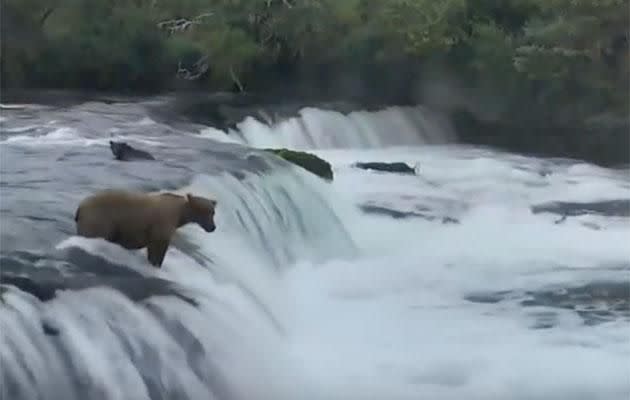 The mama bear leaped to save her cubs. Photo: Facebook/endangeredanimals