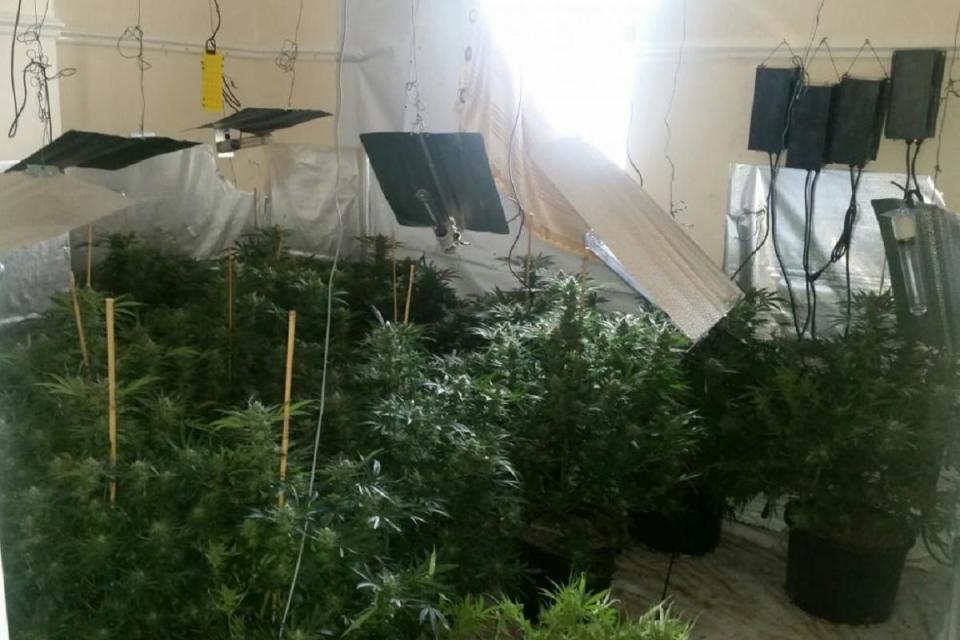 A cannabis farm <i>(Image: West Yorkshire Police)</i>