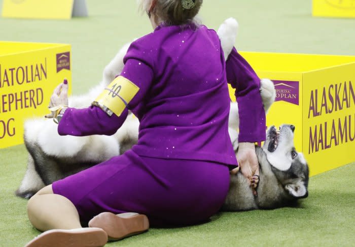 Canines compete in Westminster Dog Show 2024