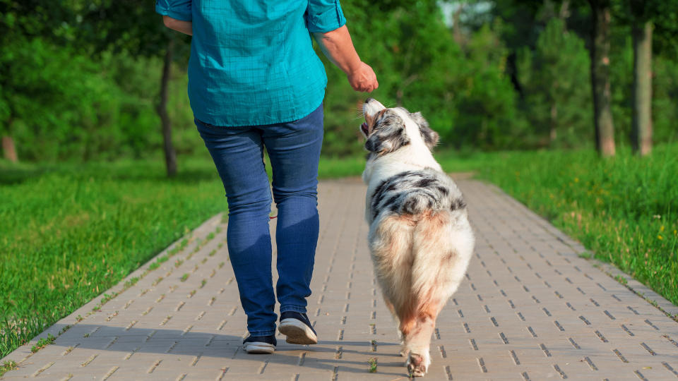 Lady walking Australian cattle dog in park