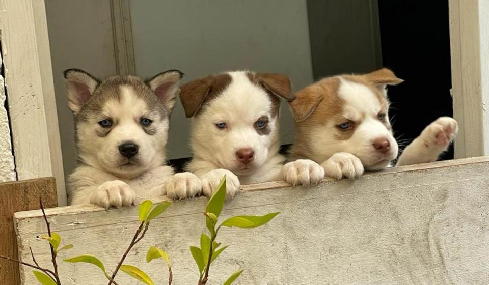 Mascotas en Colombia. Foto: María Paula Aristizábal