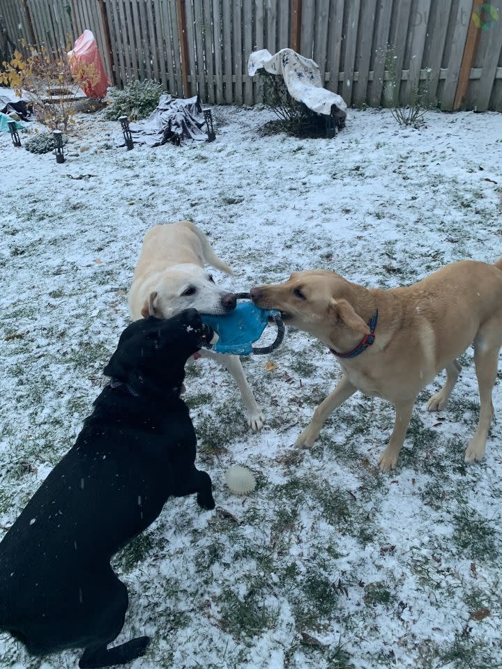 Stuart, Charlie, Luna playing in West Seattle's Highland Park neighborhood.