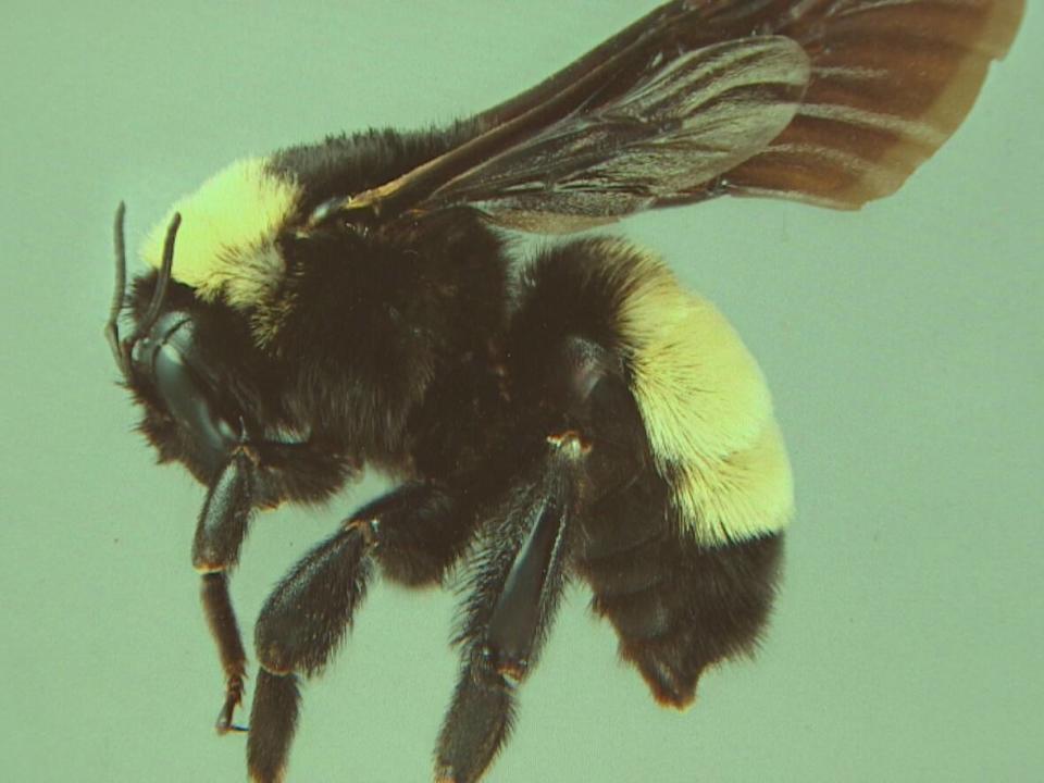 The bumblebee is one of 300 species of bees found in Alberta.  (York University/CBC - image credit)