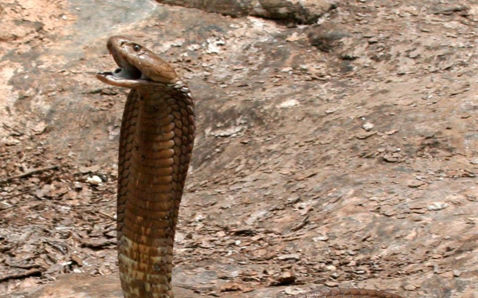 The cobra is one of many poisonous snakes native to India - Reuters