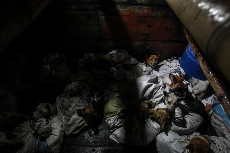 Fifty-three dogs were in the truck when they arrived at Kartasura at one of the collector houses, Sukoharjo, Central Java, Indonesia (Humane Society International)