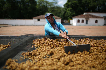 Iris Mendoza spread coffee grains to be dryed at El Borbollon coffee mill in Santa Ana, El Salvador on May 25, 2018. Picture taken on May 25, 2018. REUTERS/Jose Cabezas