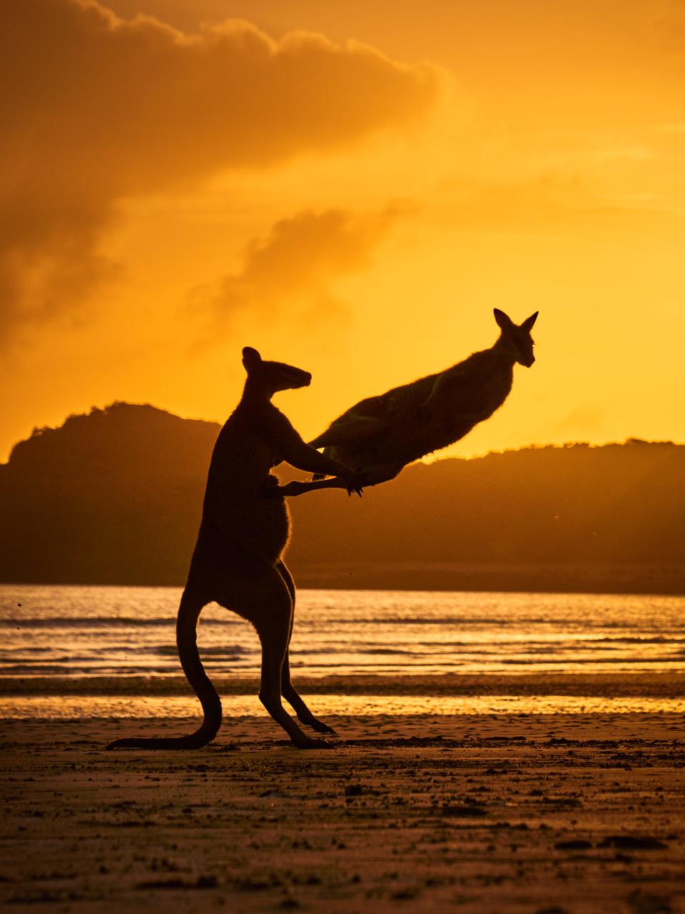 A wallabie kicks another at sunset on a beach