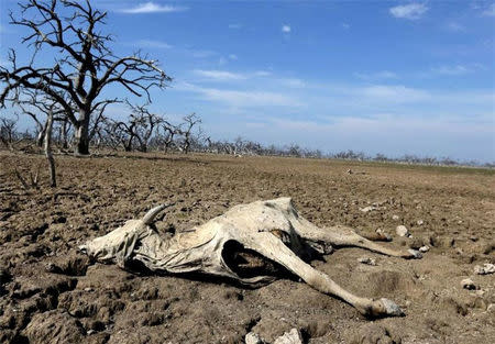 A dead cow is seen on dried up grounds in Shahreza, Iran in this undated picture. Tasnim News Agency/ via REUTERS