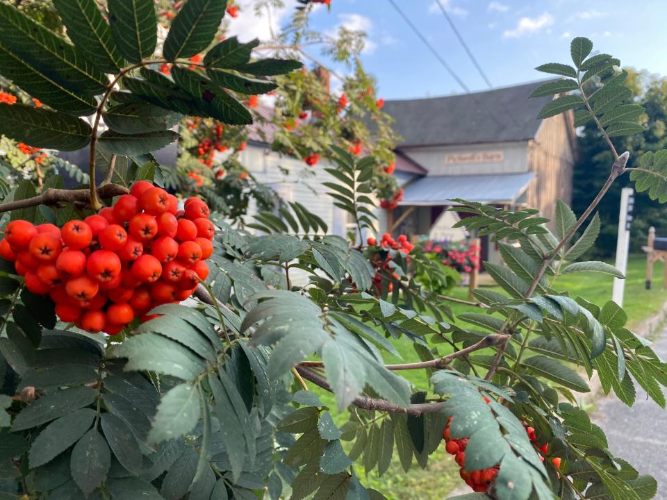 berries growing on a bush in lauren's small vermont town