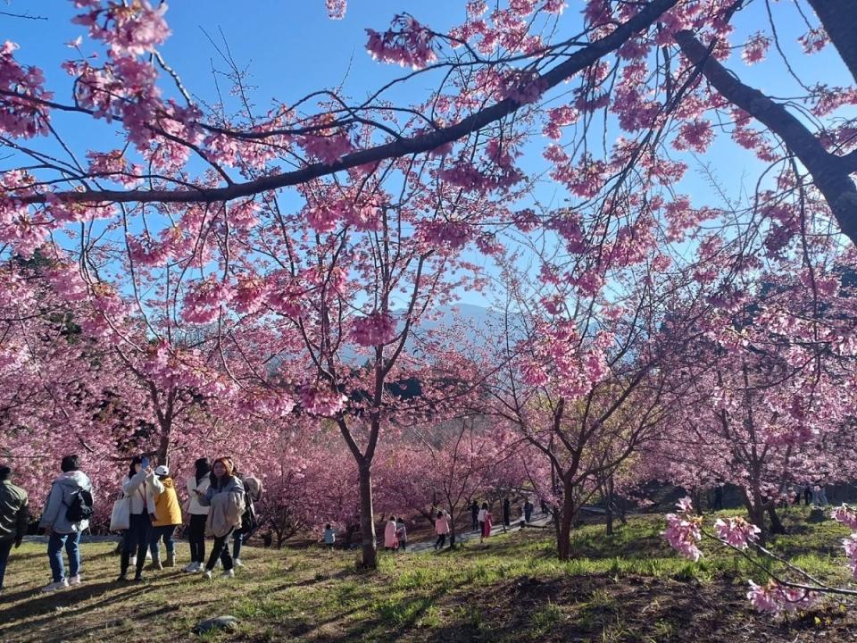 參山處推出多條路線免費接送服務，方便自由行旅客上武陵賞櫻花。   參山處/提供