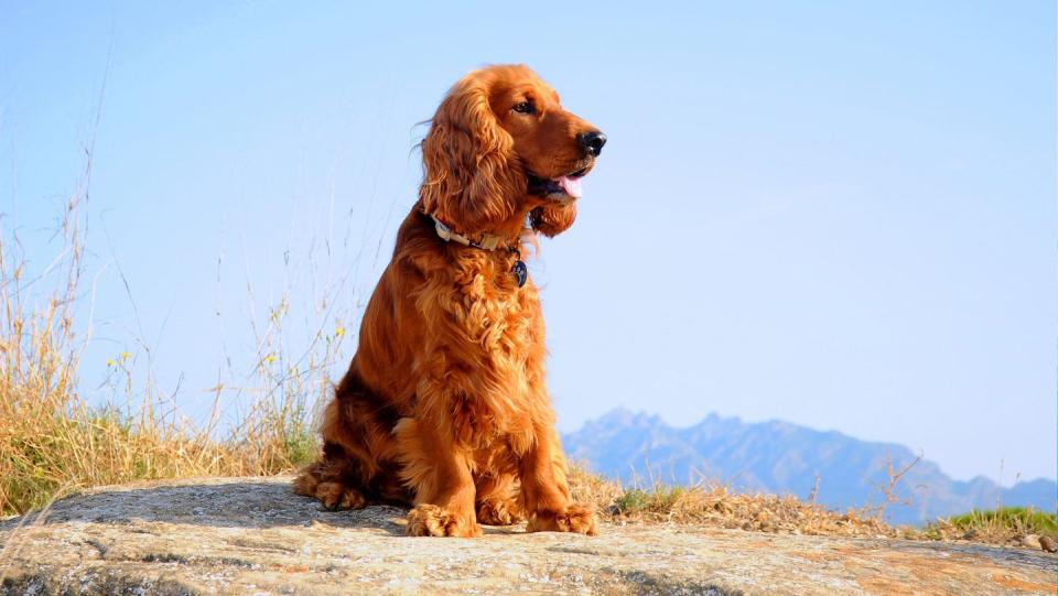 <p>Natural beauties, Irish setters possess distinctively red fur, but there's much more to them than a gorgeous coat. The hunting dogs are also supreme athletes that love long games of fetch.</p><p><strong>Weight: 60-70 pounds</strong> </p>