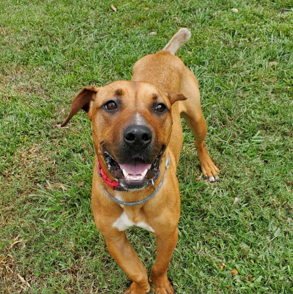 Bella has been here for a long time. She was first orphaned in February 2022. She's your medium-sized black mouth cur with a little boxer. She's still just a baby and has never been properly trained, and she has to be the only dog in the house.