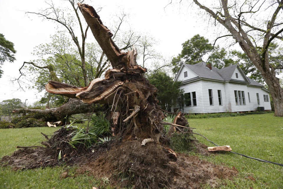 Powerful winds from Saturday's storm uprooted this old oak tree in Flora, as residents begin cleanup Sunday, April 14, 2019. The storm was one of several that hit the state. (AP Photo/Rogelio V. Solis)