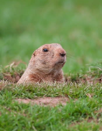 Tips on How to Get Rid of Groundhogs