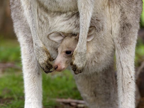 A joey gets a ride from its mother in Victoria. A national symbol of Australia, the eastern grey kangaroo has been known to leap up to 29.5 feet (9 meters) in a single bound as it traverses eastern mainland Australia. The eastern grey is one of approximately 63 species that are native to Australia.