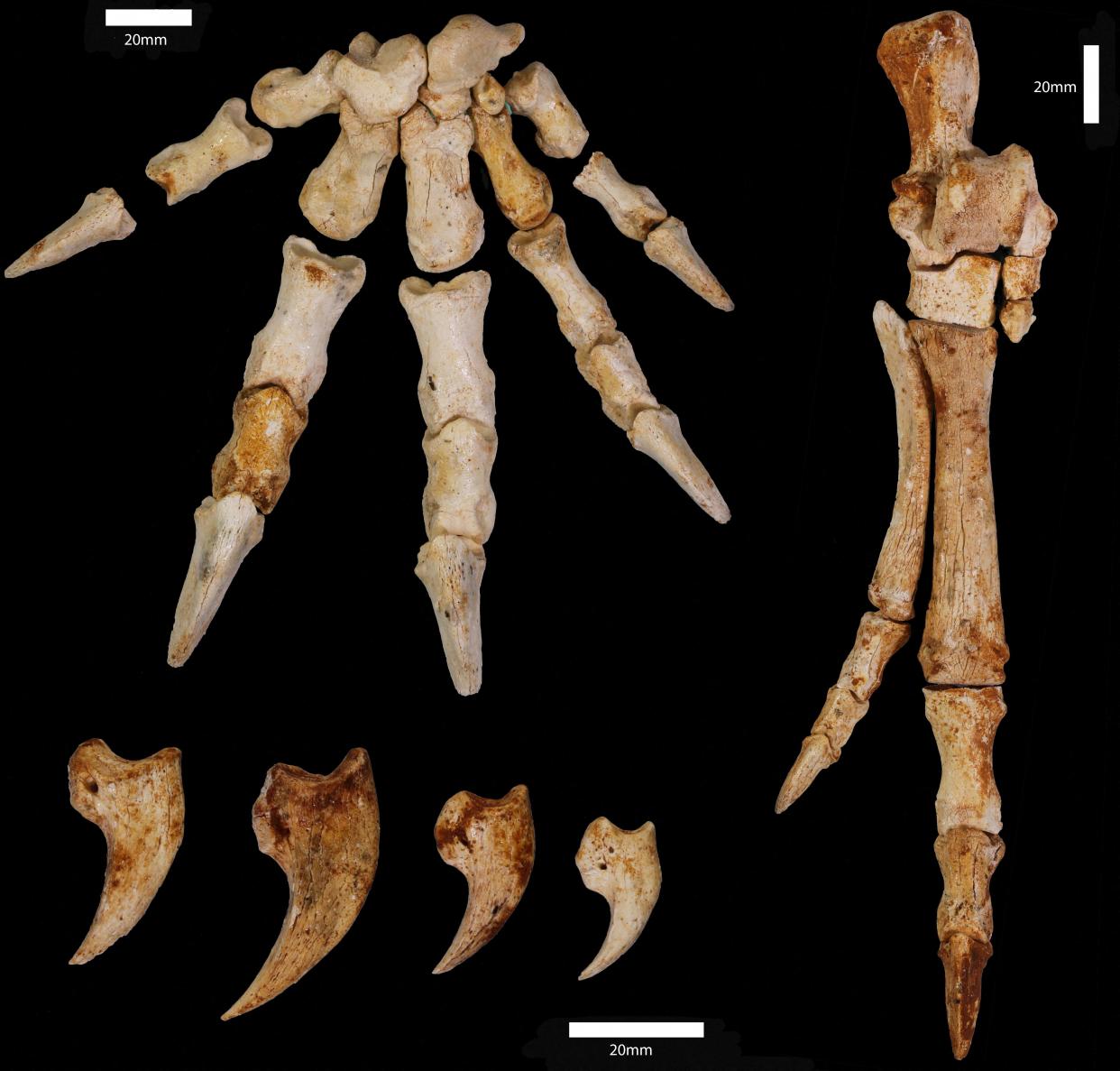 The fossil of a 40kg tree-climbing kangaroo from western Australia (MURDOCH UNIVERSITY/AFP via Getty)