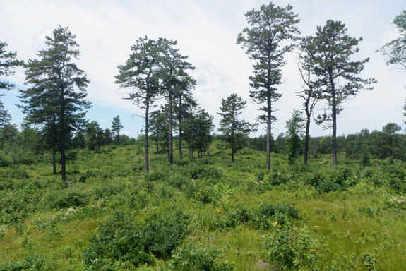 The pine barrens of the Albany Pine Bush Preserve.