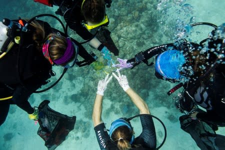 The Wider Image: The race to save the coral of the Caribbean