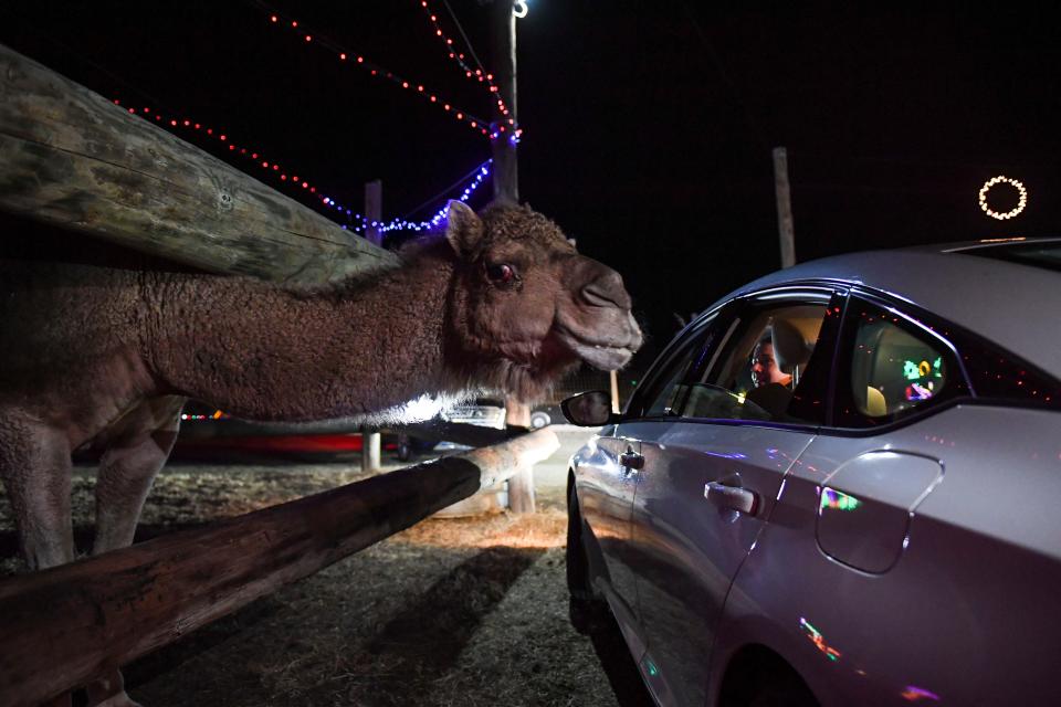 A camel greets cars during Hollywild Nature Preserve's Magic of Lights drive-through holiday light display on Thursday, Dec. 7, 2023 in Wellford, SC. Hollywild's event will be open to the public through December 31.