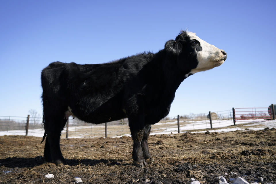 A cow stands in a pen at the Vaughn Farms cattle operation, Tuesday, March 2, 2021, near Maxwell, Iowa. Sudden meat shortages last year because of the coronavirus led to millions of dollars in federal grants to help small meat processors expand so the nation could lessen its reliance on giant slaughterhouses to supply grocery stores and restaurants. (AP Photo/Charlie Neibergall)