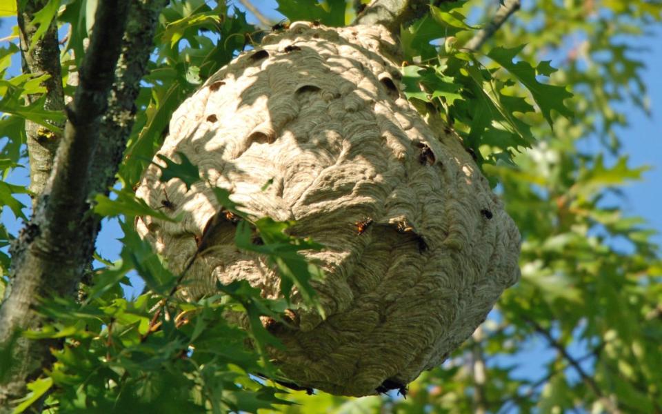 Keep watch: an Asian hornet nest  - Peter Kennedy