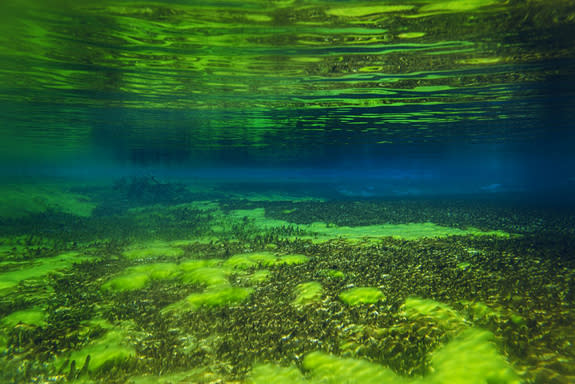 The lake has algae on the bottom. Thymann wasn't allowed to touch the bottom, to observe Maori customs that consider the lake sacred.